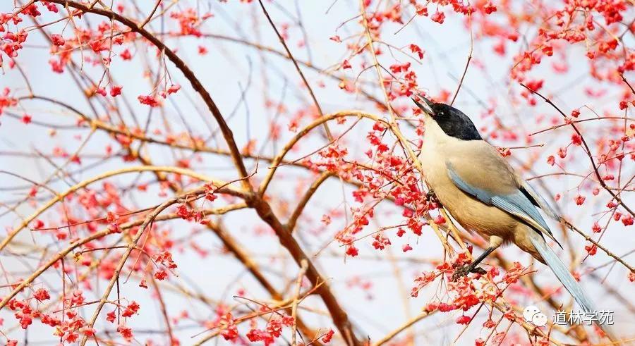 图片[3]-一个是百经之首，一个是万经之王，为何都对同一个字极力推崇？ - 如意-如意