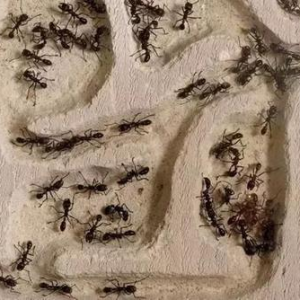 人类有可能被更高维度的生物所操控吗？细思极恐！-如意