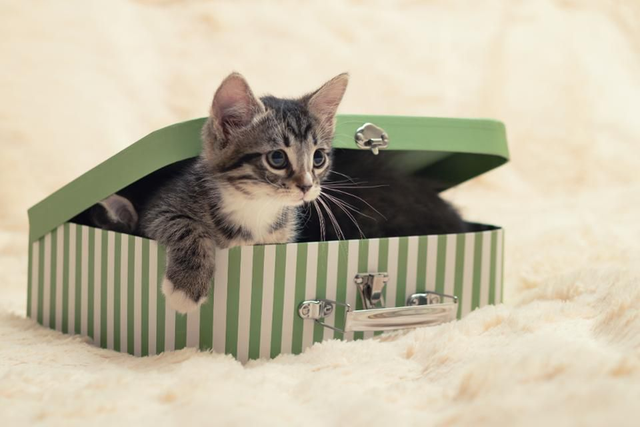 “薛定谔的猫”到底说明了什么？它是正确的概念还是荒谬的概念？ - 如意-如意