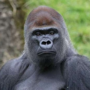 有人说：人类是猩猩进化的，为什么现在还有猩猩没进化成人类？-如意