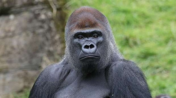 有人说：人类是猩猩进化的，为什么现在还有猩猩没进化成人类？ - 如意-如意