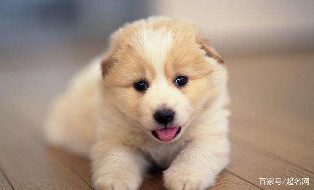 图片[4]-100个独一无二的狗狗名字，快给你家萌宠安排上 - 如意-如意
