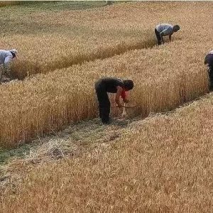 三十年前割麦的童年(看哭了)-如意