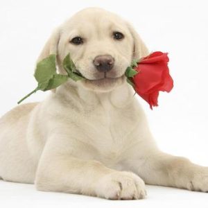 100个独一无二的狗狗名字，快给你家萌宠安排上-如意