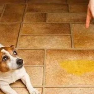 训练狗狗总是失败，高手都是这么做的，原来你只差这一点点-如意