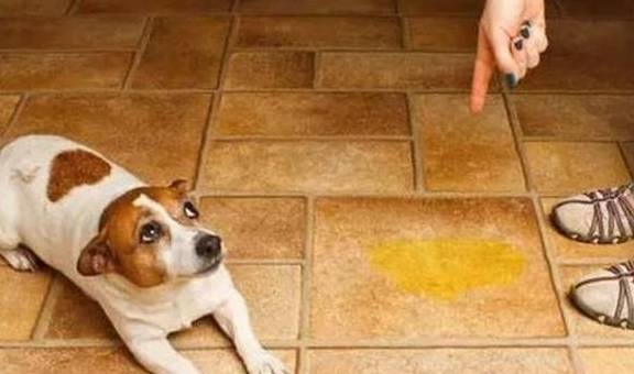 图片[1]-训练狗狗总是失败，高手都是这么做的，原来你只差这一点点 - 如意-如意