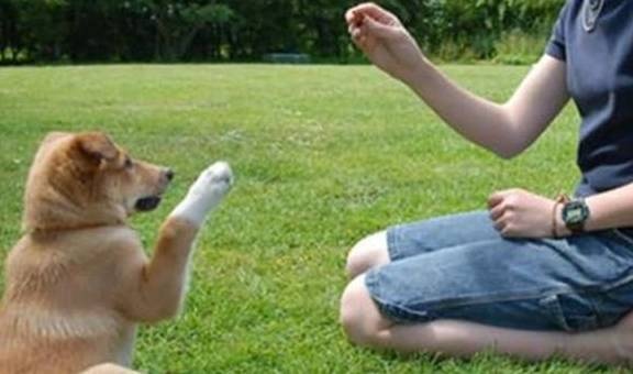 图片[4]-训练狗狗总是失败，高手都是这么做的，原来你只差这一点点 - 如意-如意