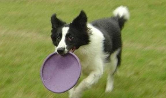 图片[3]-训练狗狗总是失败，高手都是这么做的，原来你只差这一点点 - 如意-如意