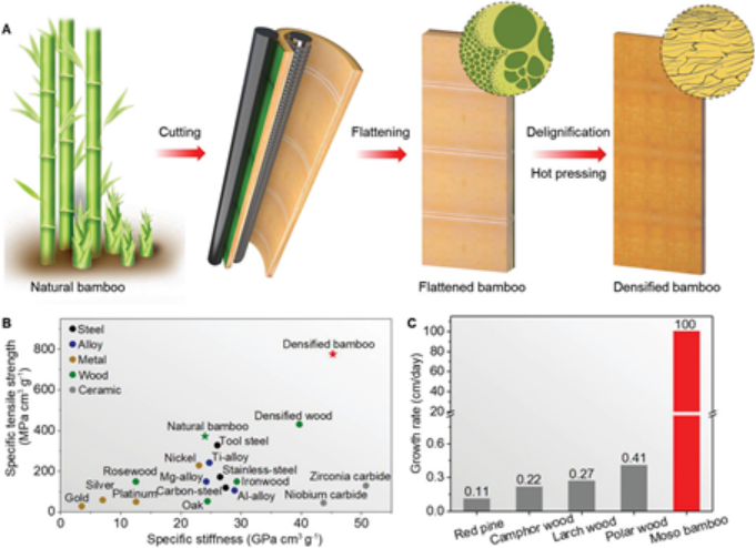 图片[4]-Science正刊子刊频发，他岂止是木头大王！ - 如意-如意