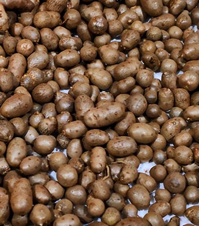 图片[4]-秋天，吃红薯南瓜不如吃它，全身是宝，才2元一斤，炒着吃太香了 - 如意-如意