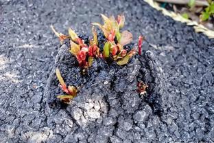 图片[15]-达芬奇，人类历史上独一无二的全才，曾被怀疑是从现代穿越的天才 - 如意-如意