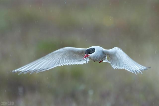 图片[2]-村上春树告诉你，当你穿过暴风雨，你早已不再是原来那个人 - 如意-如意