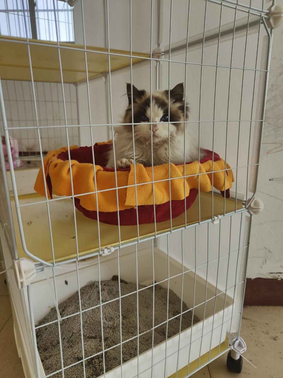 图片[15]-纯种“布偶猫”的6大特征 - 如意-如意