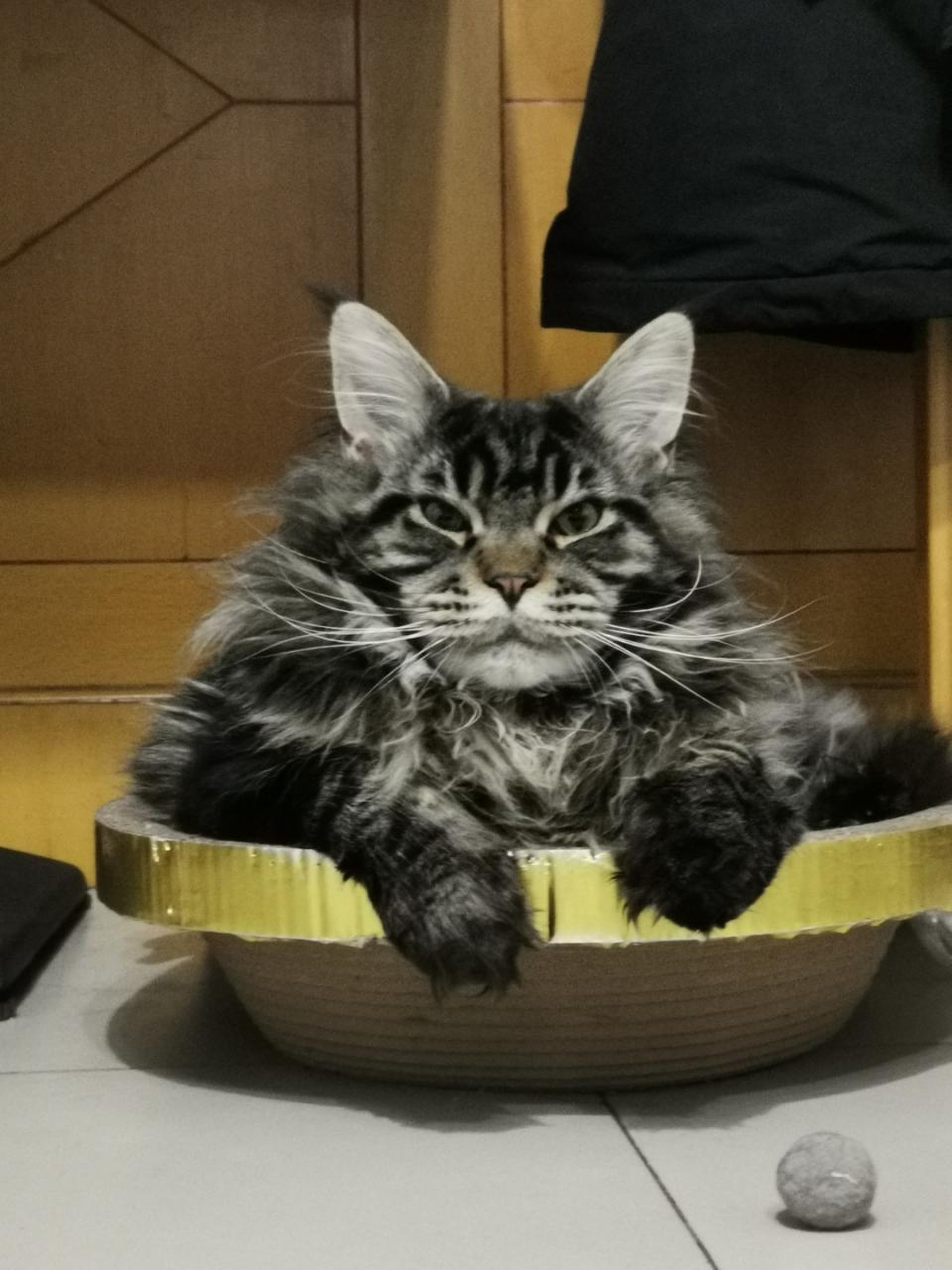 图片[16]-纯种“布偶猫”的6大特征 - 如意-如意