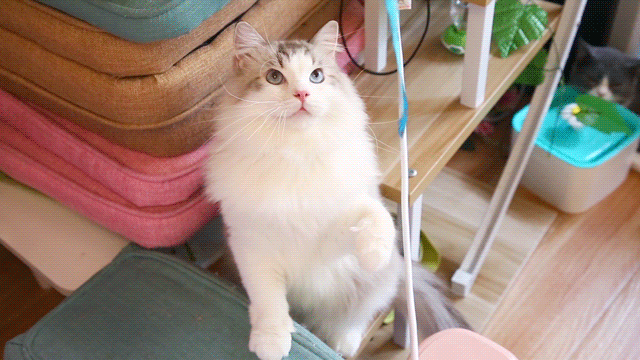 图片[10]-纯种“布偶猫”的6大特征 - 如意-如意