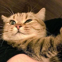 图片[1]-纯种“布偶猫”的6大特征 - 如意-如意