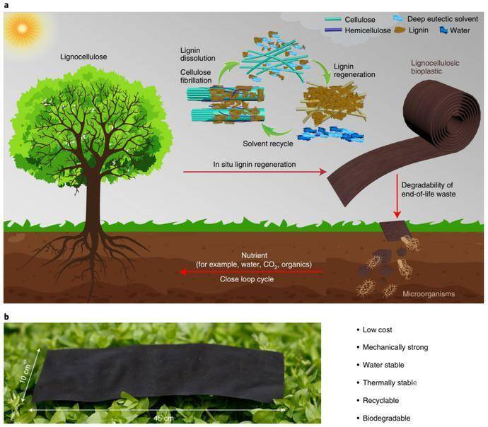 图片[2]-“木头大王”胡良兵《Nature》子刊： 玻璃棒搅一搅就能做出堪称完美的可降解生物塑料 - 如意-如意