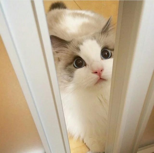 布偶猫:满眼星光,为你而亮