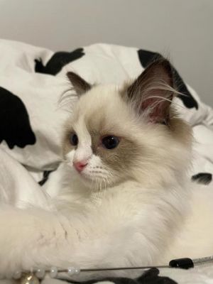 布偶猫 - 如意-如意