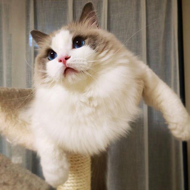 布偶猫:满眼星光,为你而亮