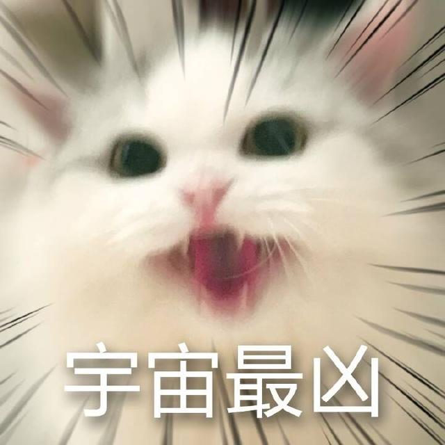 布偶猫:满眼星光,为你而亮