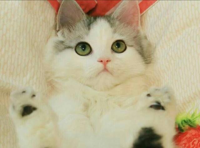 布偶猫:满眼星光,为你而亮