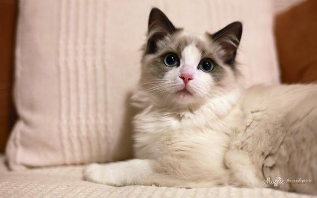 布偶猫:满眼星光,为你而亮