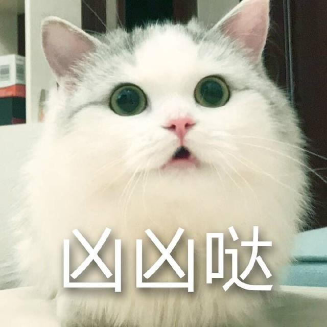 布偶猫:满眼星光,为你而亮