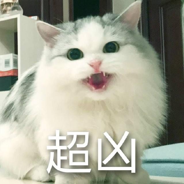 布偶猫:满眼星光,为你而亮