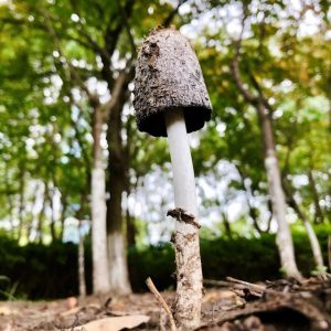 “天才”的成功可以复制-如意