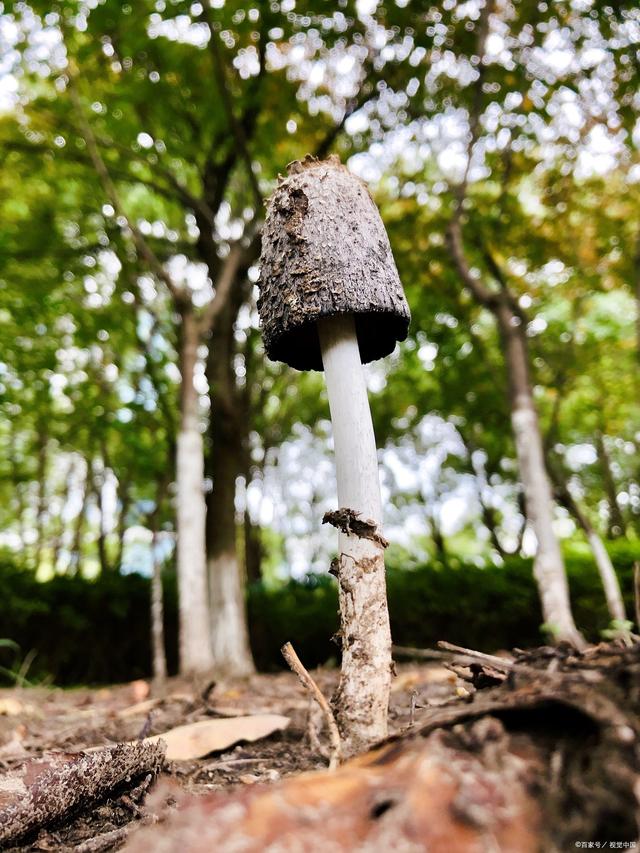 图片[1]-“天才”的成功可以复制 - 如意-如意