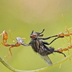 为什么苍蝇用手很难打中，但是用拍子却很轻松？-如意