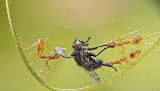 图片[1]-为什么苍蝇用手很难打中，但是用拍子却很轻松？ - 如意-如意