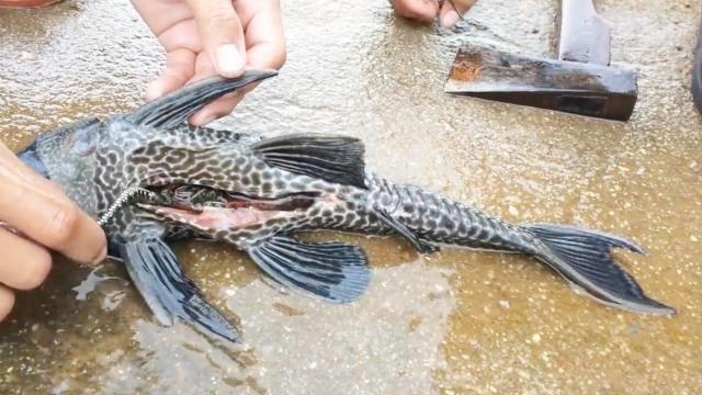 图片[5]-泛滥在中国“无解”入侵物种，人人嫌弃不敢吃，却是越南美食 - 如意-如意