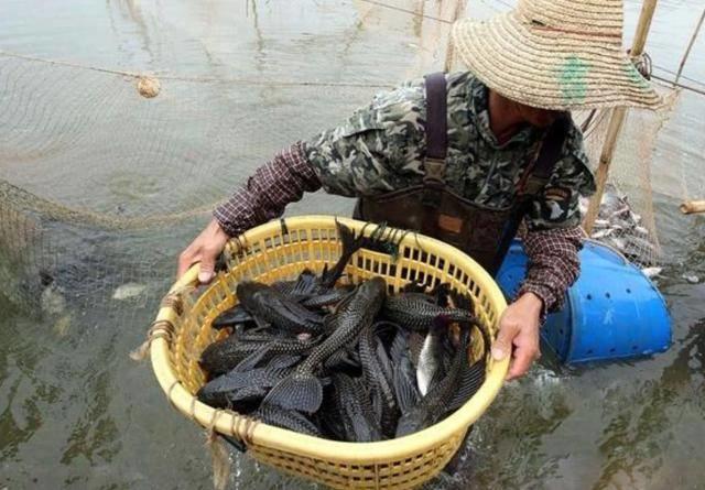 图片[2]-泛滥在中国“无解”入侵物种，人人嫌弃不敢吃，却是越南美食 - 如意-如意