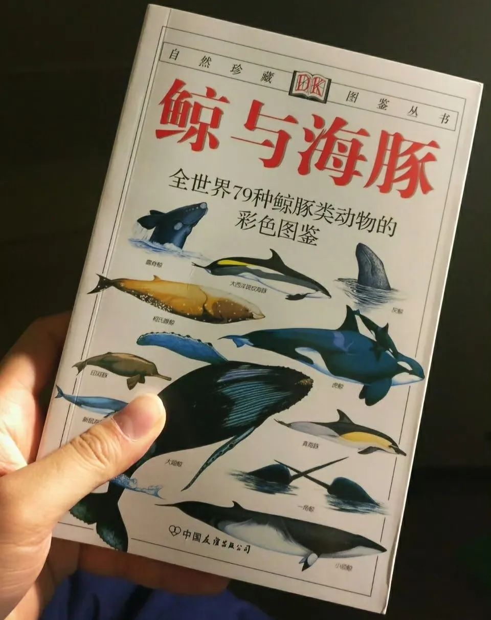 33年捕鲸17072头，日新丸号终于退役 - 如熠起源网-如熠起源网